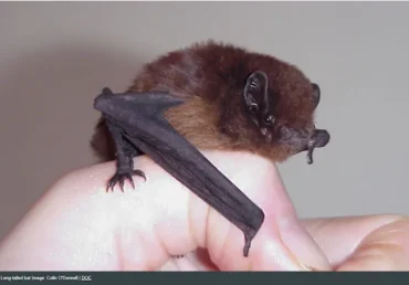 Bats thrive in Tairāwhiti: How Aratu Forests is protecting them