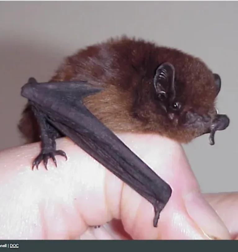 Bats thrive in Tairāwhiti: How Aratu Forests is protecting them