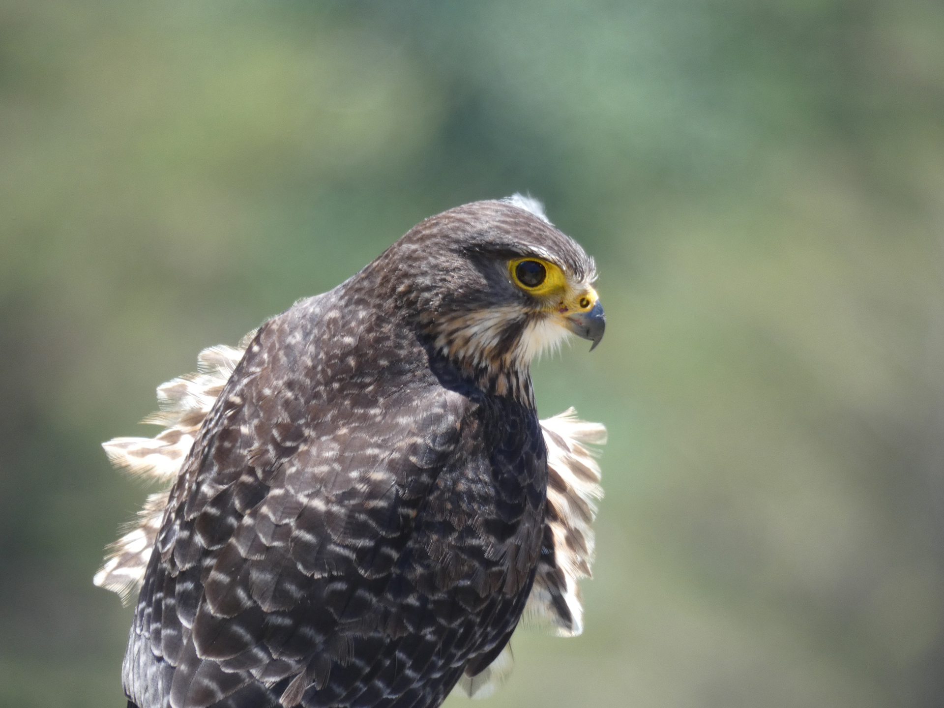 Waimanu-Falcon-6.jpg